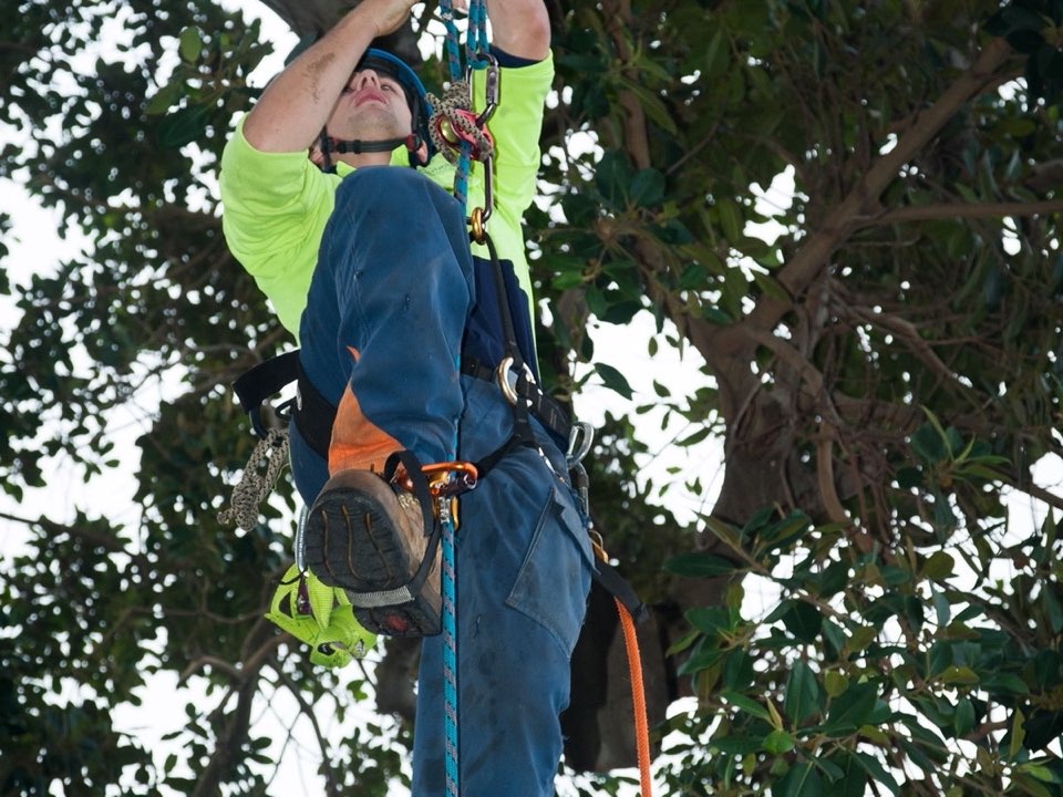 Qualified arborist working in a mature tree during a risk assessment in Bedfordshire