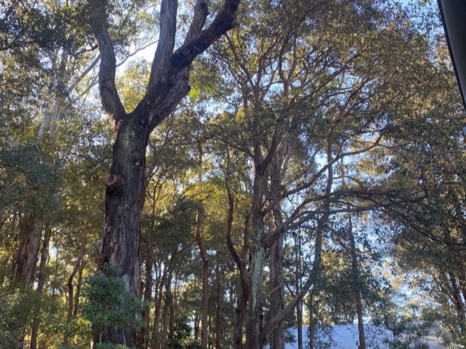 Mature trees in Bedfordshire parkland with a property visible in the background